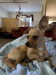 Lost Male Dog last seen jennings/clover drive, Saint Matthews, KY 40207