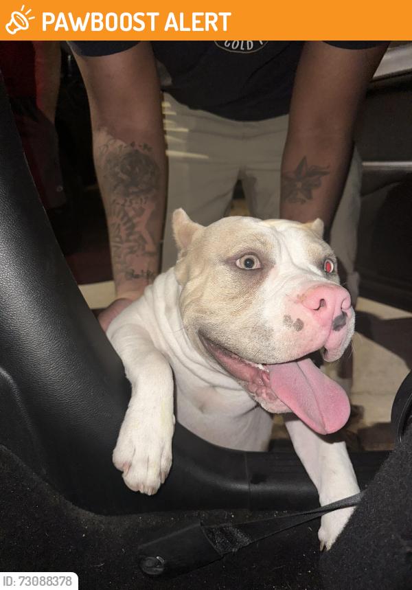 Found/Stray Male Dog last seen 134th ave, Maricopa County, AZ 85031