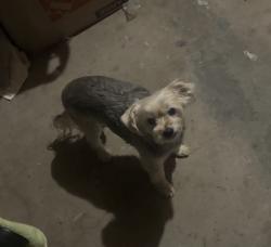 Lost Male Dog last seen University ave and redlands dr, Bakersfield, CA 93306
