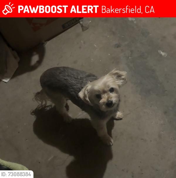 Lost Male Dog last seen University ave and redlands dr, Bakersfield, CA 93306