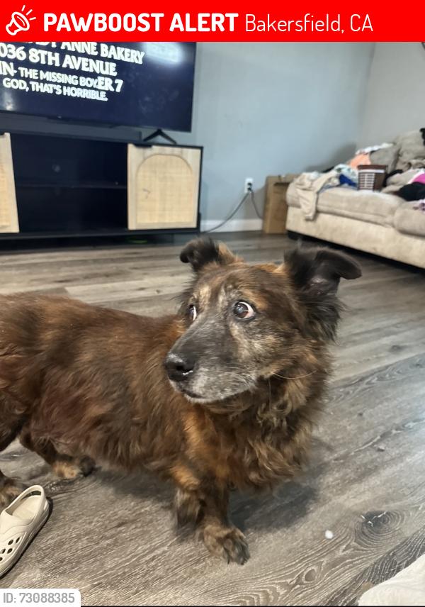 Lost Male Dog last seen S.Chester and Oildale Dr., Bakersfield, CA 93308