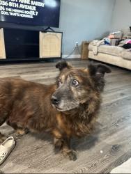 Lost Male Dog last seen S.Chester and Oildale Dr., Bakersfield, CA 93308