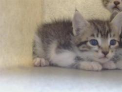 Shelter Stray Female Cat last seen VEGA DEL RIO DR/LA SERENA DR, 95628, 3839 Bradshaw Rd, Sacramento, CA 95827, USA