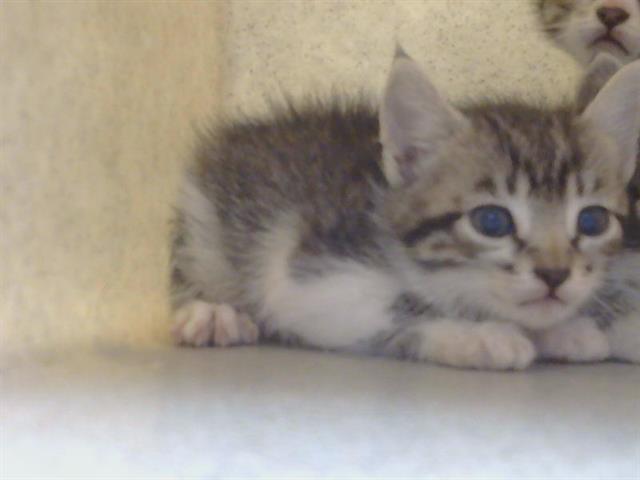 Shelter Stray Female Cat last seen VEGA DEL RIO DR/LA SERENA DR, 95628, 3839 Bradshaw Rd, Sacramento, CA 95827, USA