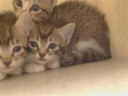 Shelter Stray Female Cat last seen VEGA DEL RIO DR/LA SERENA DR, 95628, 3839 Bradshaw Rd, Sacramento, CA 95827, USA