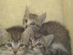 Shelter Stray Female Cat last seen VEGA DEL RIO DR/LA SERENA DR, 95628, 3839 Bradshaw Rd, Sacramento, CA 95827, USA