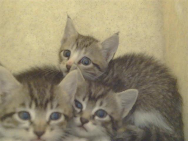 Shelter Stray Female Cat last seen VEGA DEL RIO DR/LA SERENA DR, 95628, 3839 Bradshaw Rd, Sacramento, CA 95827, USA