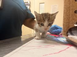 Shelter Stray Male Cat last seen Near BLOCK PEDLEY RD, JURUPA VALLEY CA 92509, 6851 Van Buren Boulevard, Jurupa Valley, CA 92509, USA