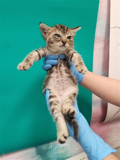 Shelter Stray Female Cat last seen BROWN RD / BANYON TREE CT, 9150 Union Park Way, Elk Grove, CA 95624, USA