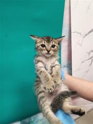 Shelter Stray Male Cat last seen BROWN RD / BANYON TREE CT, 9150 Union Park Way, Elk Grove, CA 95624, USA