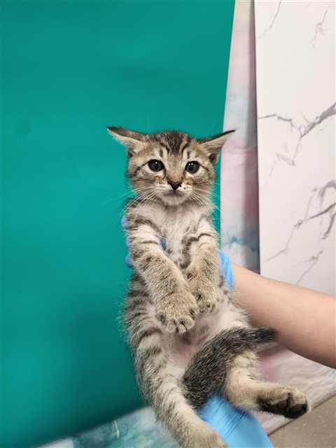 Shelter Stray Male Cat last seen BROWN RD / BANYON TREE CT, 9150 Union Park Way, Elk Grove, CA 95624, USA