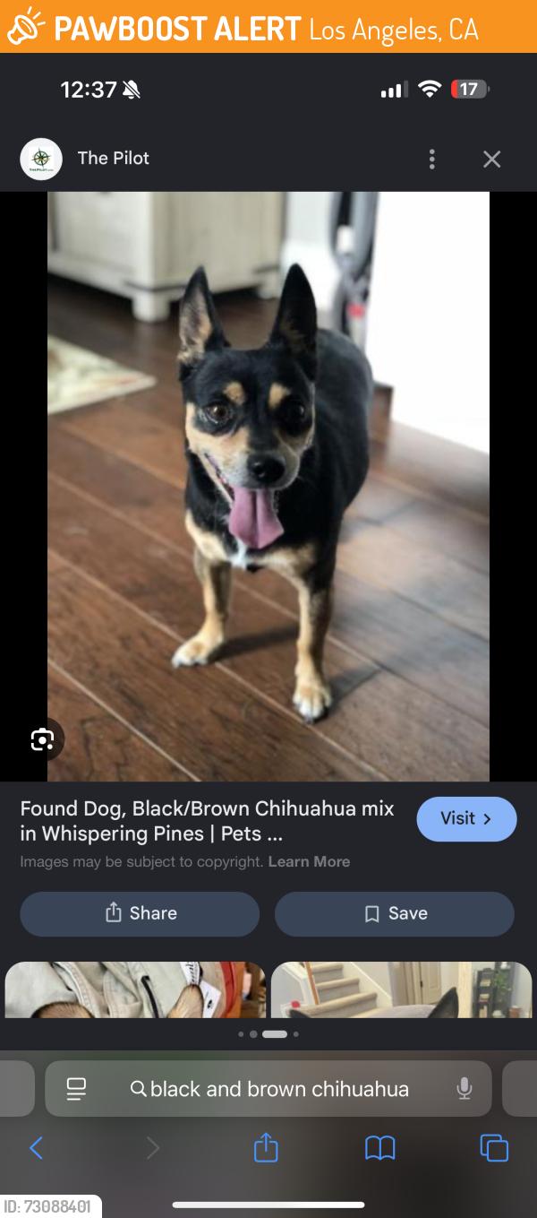 Found/Stray Unknown Dog last seen 12th cabrillo San Pedro, Los Angeles, CA 90731