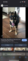 Found/Stray Unknown Dog last seen 12th cabrillo San Pedro, Los Angeles, CA 90731