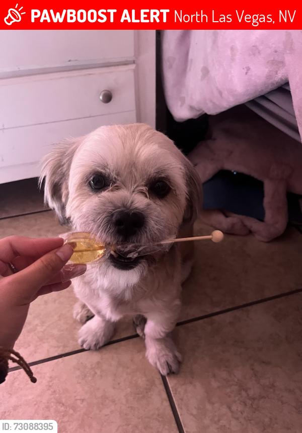 Lost Male Dog last seen Was lost I. The apmt complex, North Las Vegas, NV 89032