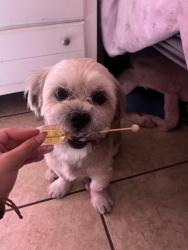 Lost Male Dog last seen Was lost I. The apmt complex, North Las Vegas, NV 89032