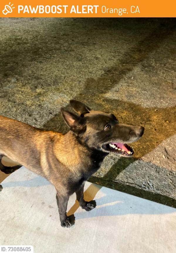 Found/Stray Male Dog last seen rancho santiago and e. chapman, Orange, CA 92866