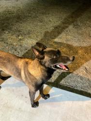 Found/Stray Male Dog last seen rancho santiago and e. chapman, Orange, CA 92866