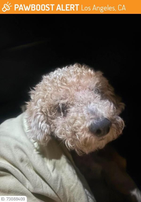 Found/Stray Male Dog last seen 48th and Denker, Los Angeles, CA 90062