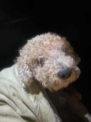 Found/Stray Male Dog last seen 48th and Denker, Los Angeles, CA 90062