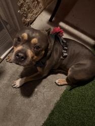 Found/Stray Female Dog last seen N Willow and W Shamrock by Family dollar and Bakers, Rialto, CA 92376