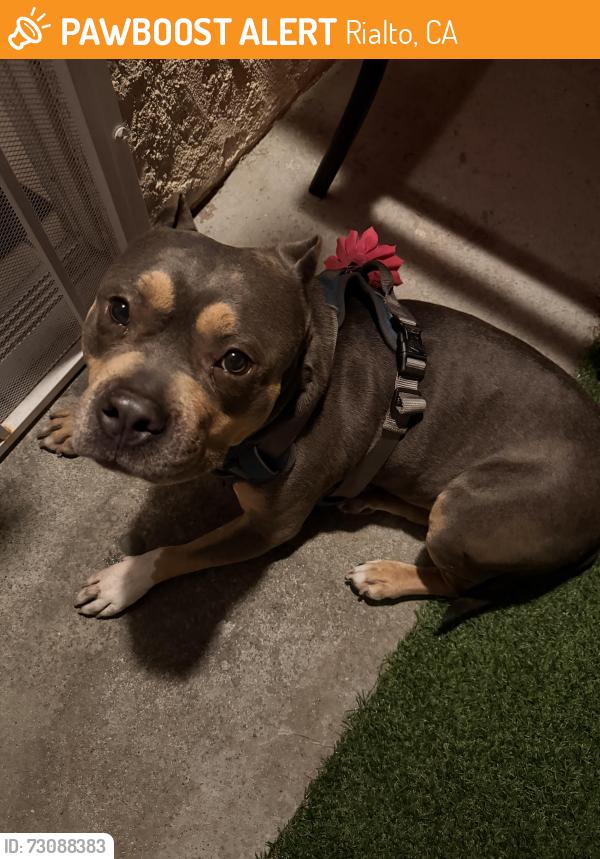 Found/Stray Female Dog last seen N Willow and W Shamrock by Family dollar and Bakers, Rialto, CA 92376