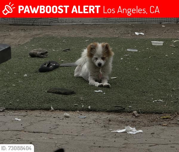 Lost Male Dog last seen Near 42nd St and Central Ave, Los Angeles, CA 90011