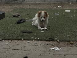 Lost Male Dog last seen Near 42nd St and Central Ave, Los Angeles, CA 90011