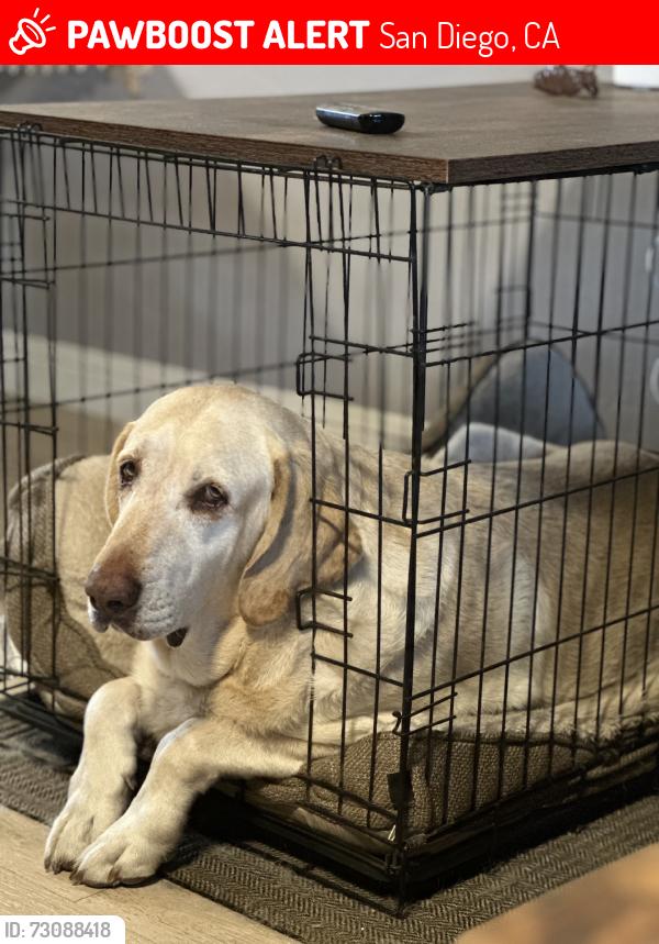 Lost Male Dog last seen Euclid, San Diego, CA 92102