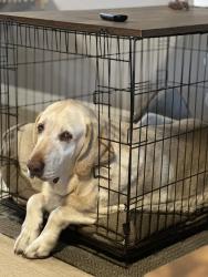 Lost Male Dog last seen Euclid, San Diego, CA 92102