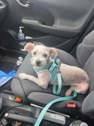Reunited Female Dog last seen wolfskill & brand, San Fernando, CA 91341