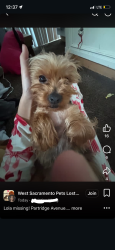 Lost Female Dog last seen Partridge, West Sacramento, CA 95605