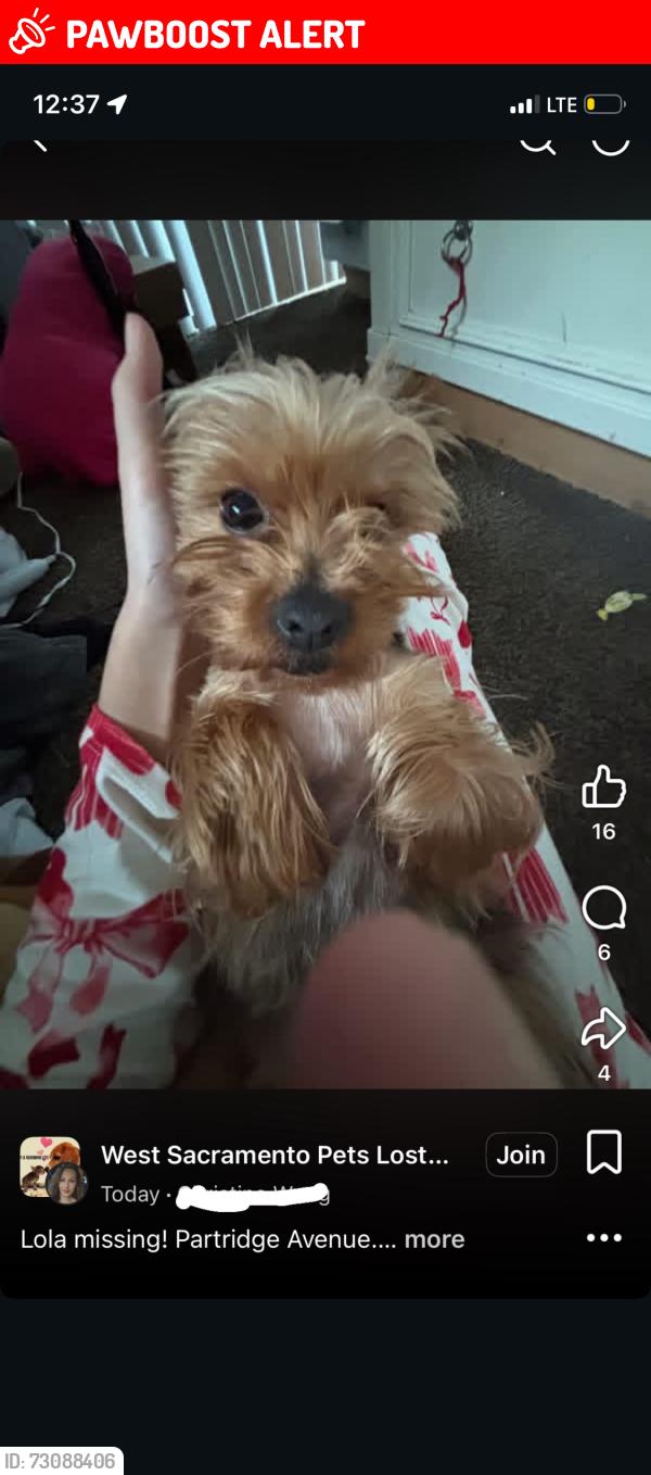 Lost Female Dog last seen Partridge, West Sacramento, CA 95605