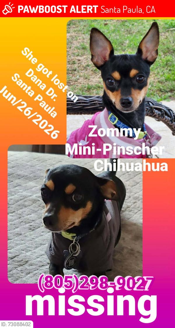Lost Female Dog last seen Near Dana dr., Santa Paula, CA 93060