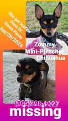 Lost Female Dog last seen Near Dana dr., Santa Paula, CA 93060