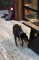 Found/Stray Unknown Dog last seen Near saddle way, Sevierville, TN 37876