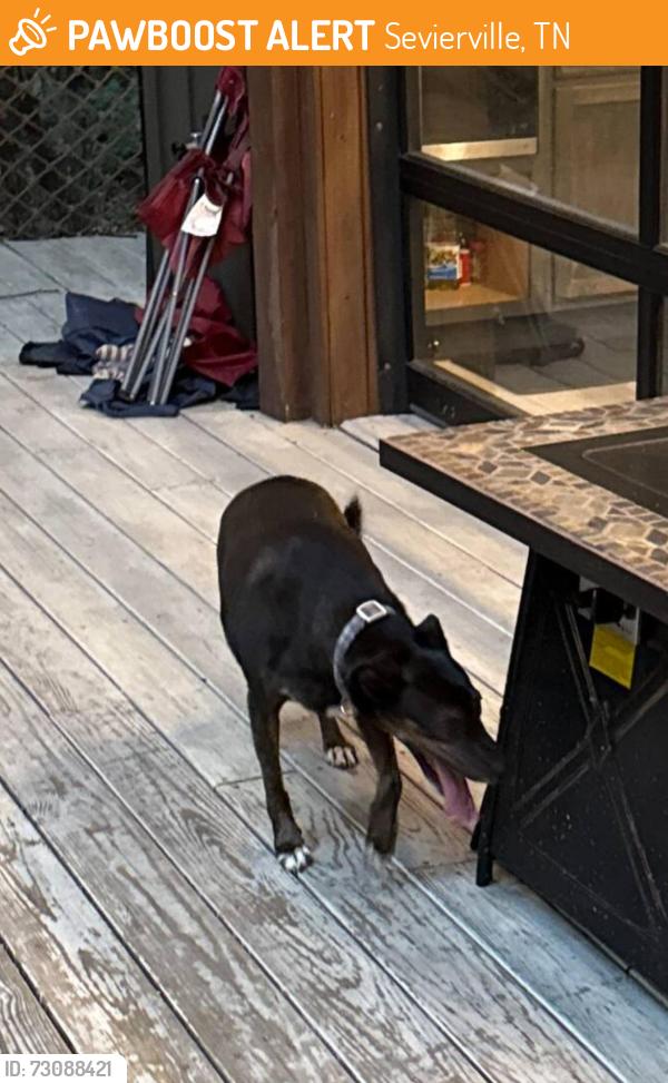 Found/Stray Unknown Dog last seen Near saddle way, Sevierville, TN 37876