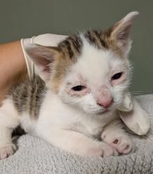 Shelter Stray Male Cat last seen Near BLOCK VIRGINIA ST, 2020 Forest St, Jacksonville, FL 32204, USA