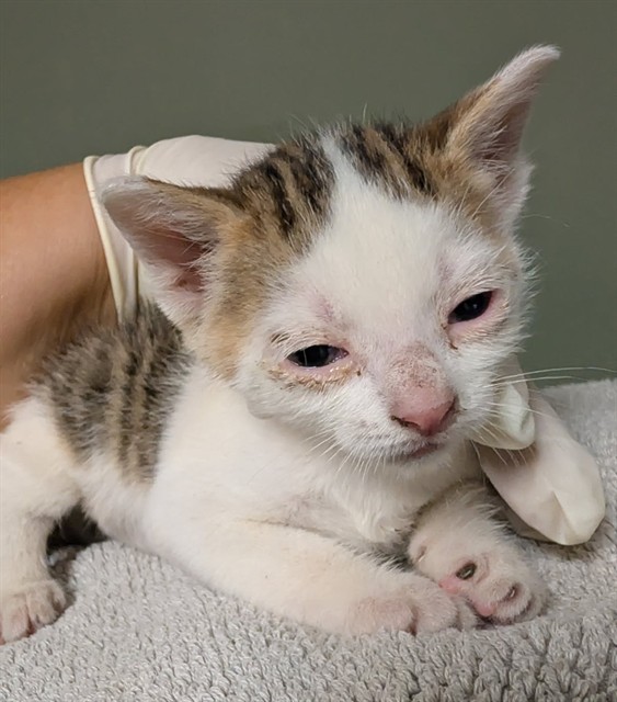 Shelter Stray Male Cat last seen Near BLOCK VIRGINIA ST, 2020 Forest St, Jacksonville, FL 32204, USA