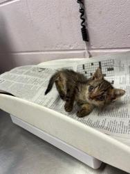 Shelter Stray Female Cat last seen MONCRIEF DINSMORE RD, 2020 Forest St, Jacksonville, FL 32204, USA
