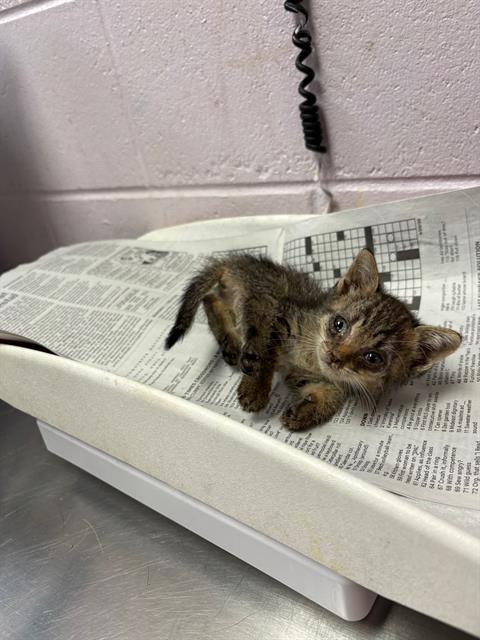 Shelter Stray Female Cat last seen MONCRIEF DINSMORE RD, 2020 Forest St, Jacksonville, FL 32204, USA
