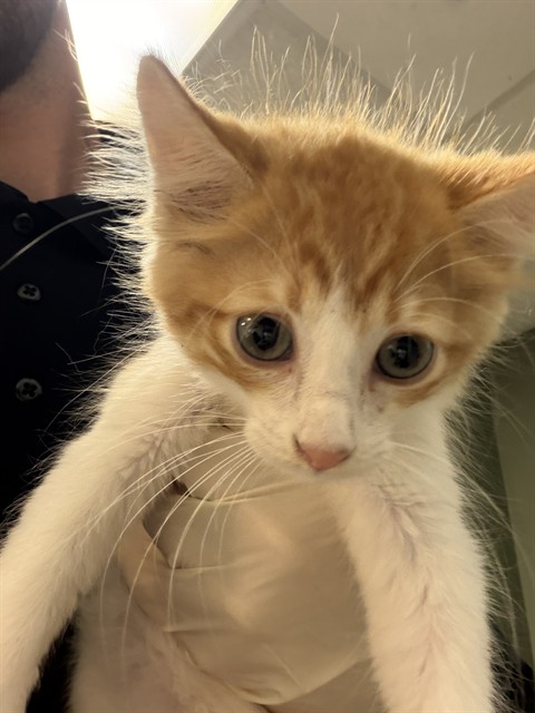 Shelter Stray Female Cat last seen Near BLOCK SIERRA MADRE DR S, 2020 Forest St, Jacksonville, FL 32204, USA