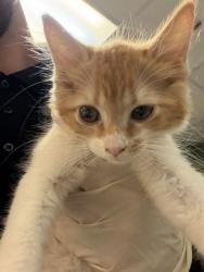 Shelter Stray Female Cat last seen Near BLOCK SIERRA MADRE DR S, 2020 Forest St, Jacksonville, FL 32204, USA