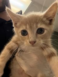 Shelter Stray Female Cat last seen Near BLOCK SIERRA MADRE DR S, 2020 Forest St, Jacksonville, FL 32204, USA