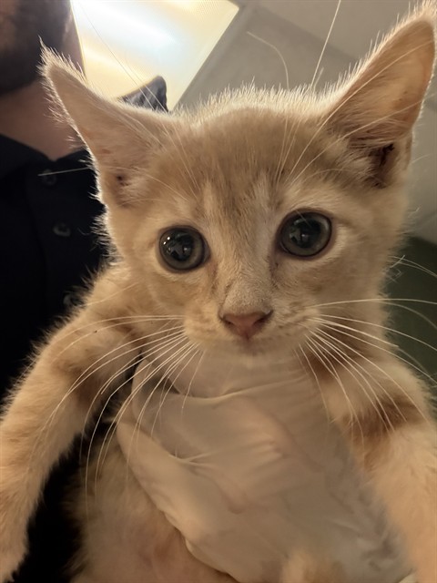 Shelter Stray Female Cat last seen Near BLOCK SIERRA MADRE DR S, 2020 Forest St, Jacksonville, FL 32204, USA