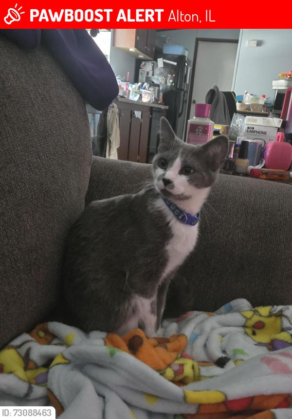 Lost Female Cat last seen Near Wonderland Drive, Alton, IL 62002