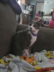 Lost Female Cat last seen Near Wonderland Drive, Alton, IL 62002