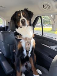 Lost Male Dog last seen Bowie near downtown square, Roanoke, TX 76262