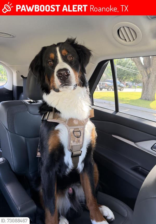 Lost Male Dog last seen Bowie near downtown square, Roanoke, TX 76262
