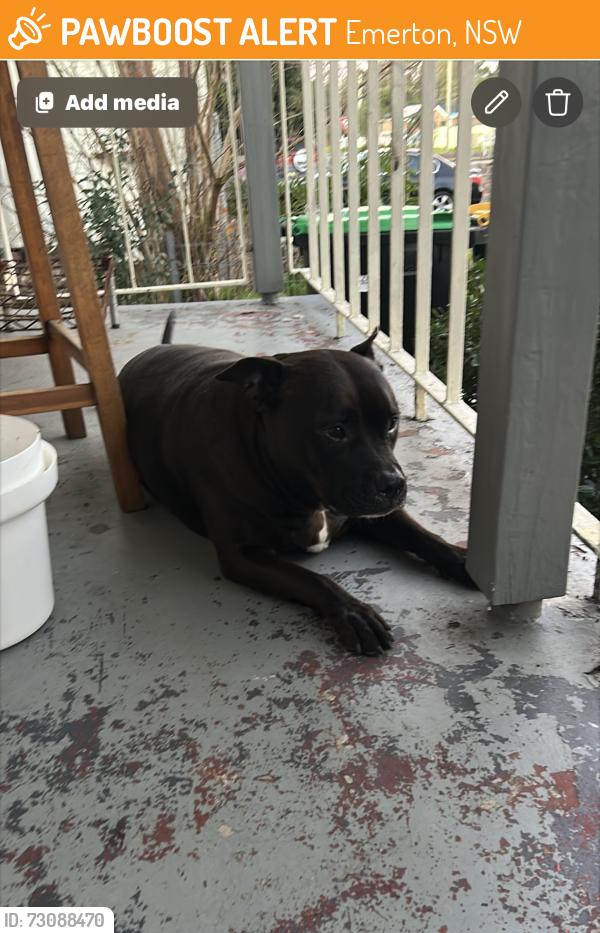 Found/Stray Female Dog last seen Woodstock ave, Emerton, NSW 2770