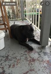 Found/Stray Female Dog last seen Woodstock ave, Emerton, NSW 2770